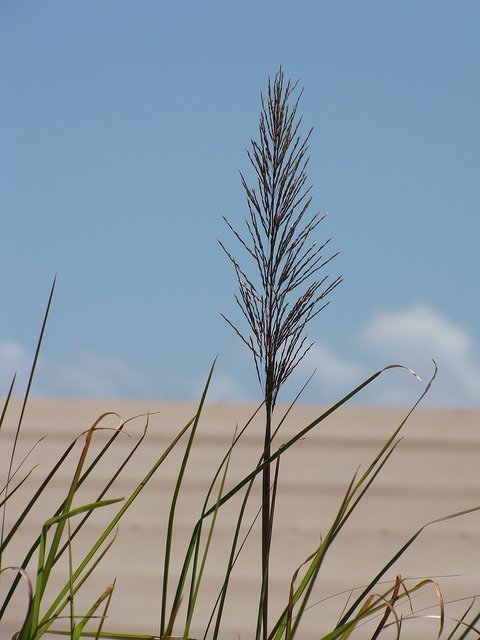 Vetiver grass or Chrysopogon zizanioides is sourced from India or Indonesia